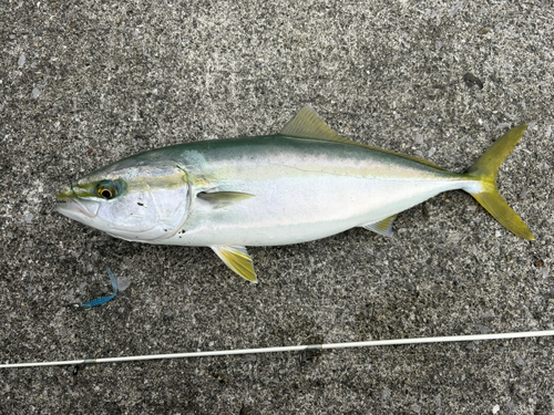 ヤズの釣果