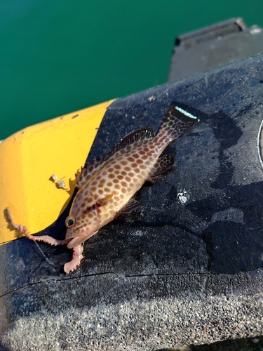 オオモンハタの釣果