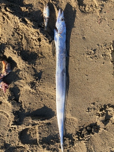 タチウオの釣果