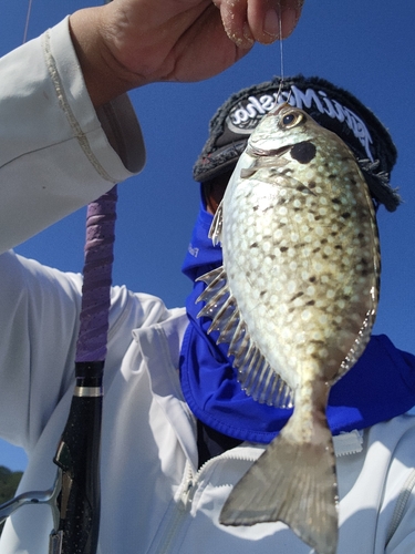 アイゴの釣果