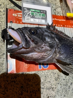 クロソイの釣果