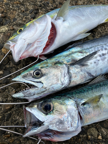 サゴシの釣果