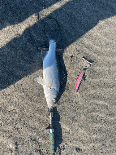 スズキの釣果