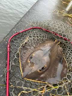 エイの釣果