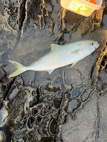 ヒラマサの釣果