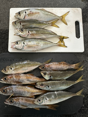 アジの釣果