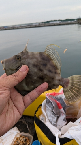 カワハギの釣果