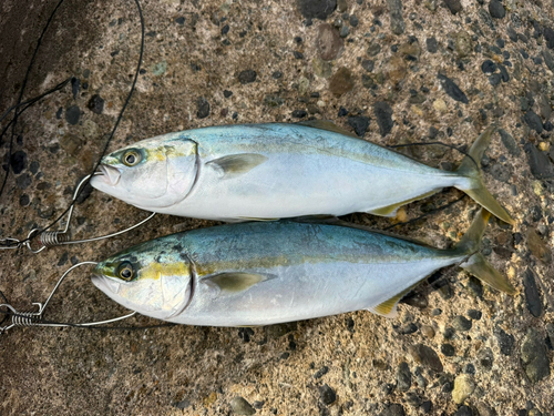 イナダの釣果