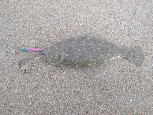 ソゲの釣果