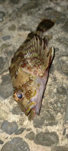 カサゴの釣果