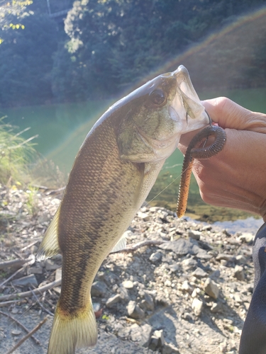 高知県西部