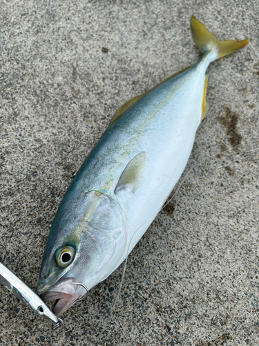 イナダの釣果