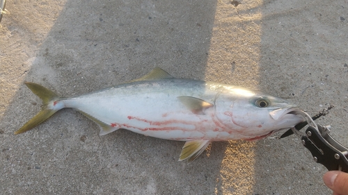 ヤズの釣果