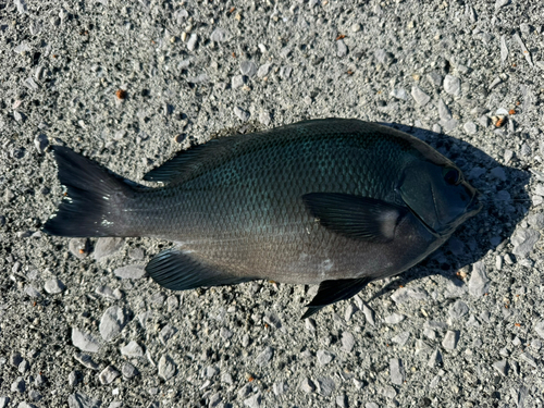 グレの釣果