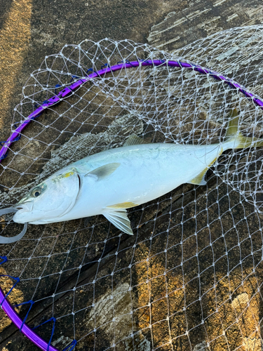 ハマチの釣果