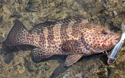 オオモンハタの釣果