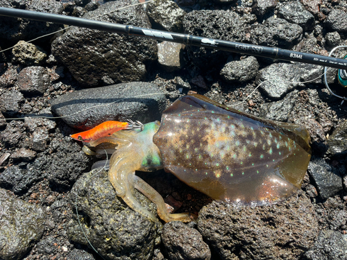 アオリイカの釣果