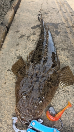 マゴチの釣果