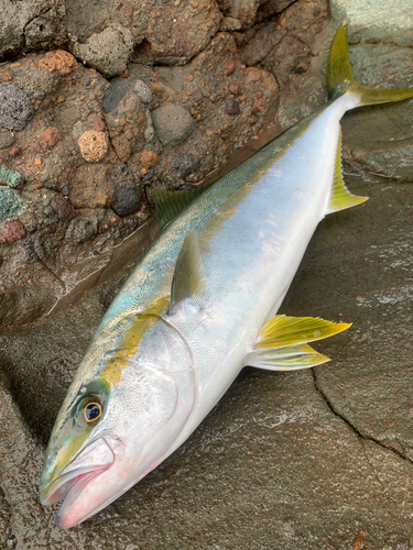 ヒラマサの釣果