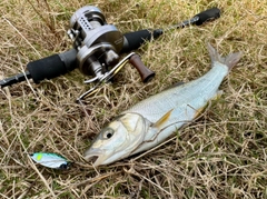 ウグイの釣果