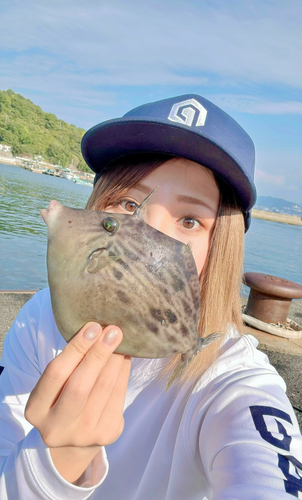 カワハギの釣果