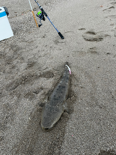 マゴチの釣果