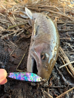 アメマスの釣果