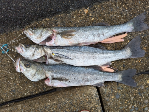 シーバスの釣果