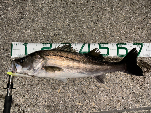 シーバスの釣果