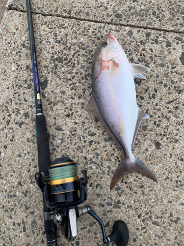 ネリゴの釣果