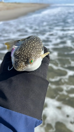 フグの釣果