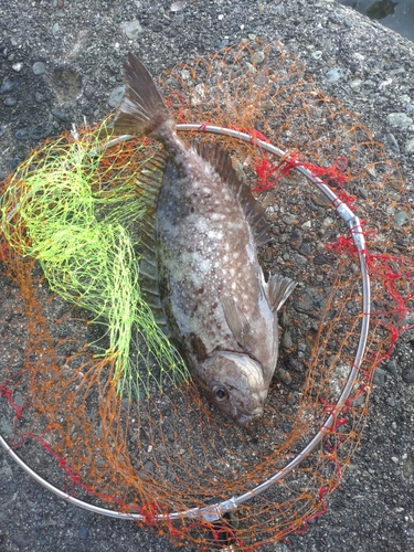 アイゴの釣果