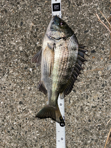 クロダイの釣果