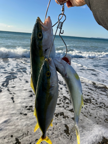 イナダの釣果