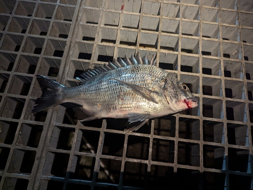 チャリコの釣果