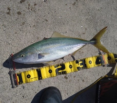 ハマチの釣果