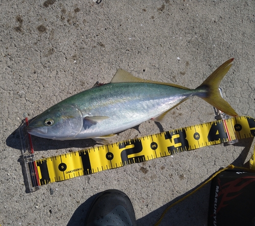 ハマチの釣果