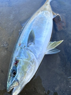 イナダの釣果