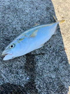 ハマチの釣果