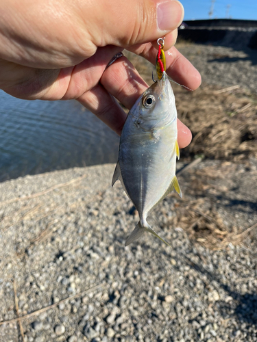 メッキの釣果