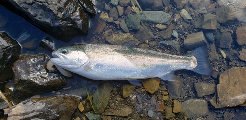 ニジマスの釣果