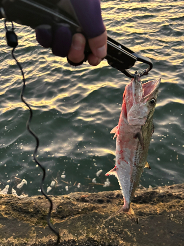 サゴシの釣果