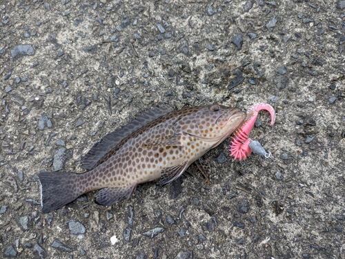 オオモンハタの釣果