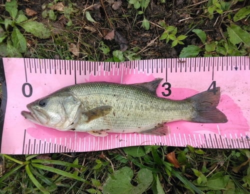 ブラックバスの釣果