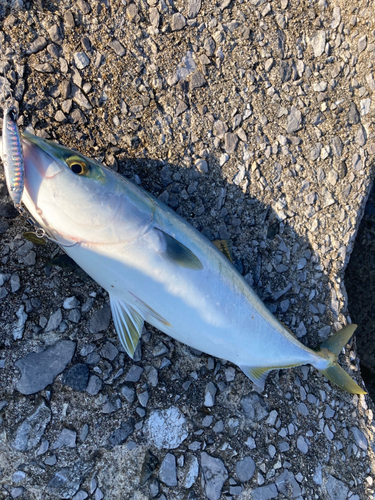 ヤズの釣果