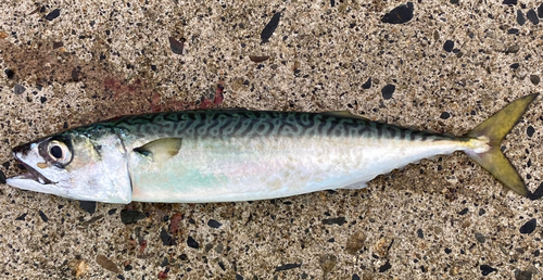 サバの釣果