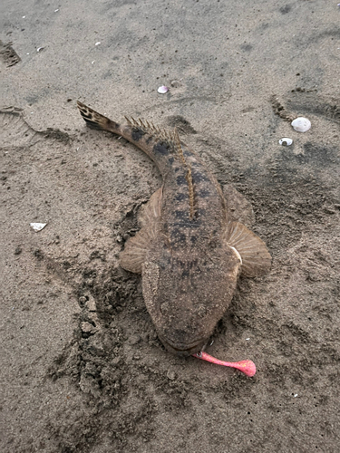 マゴチの釣果