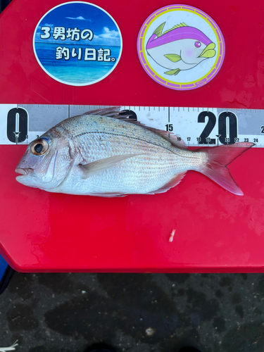 タイの釣果