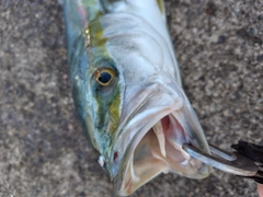 メジロの釣果