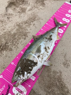 ワラサの釣果